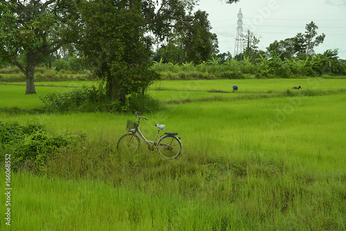 Reisfelder und Viehzucht in Thailand und Laos