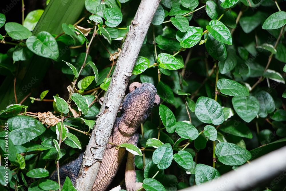 Obraz premium Caméléon