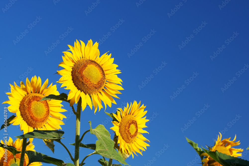 Blossoming sunflowers close-up against the sky Blossoming sunflowers close-up against the sky