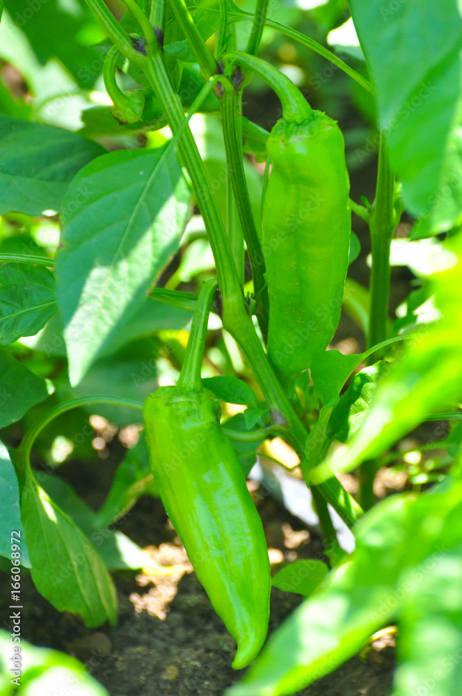 Young green peppers growing on a branch in garden. Bell peppers growing in the garden, fresh organic vegetables