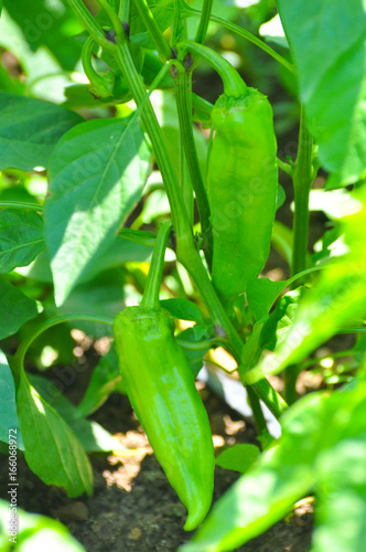 Young green peppers growing on a branch in garden. Bell peppers growing in the garden  fresh organic vegetables