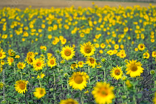 Sunflower field in summer © nikidericks