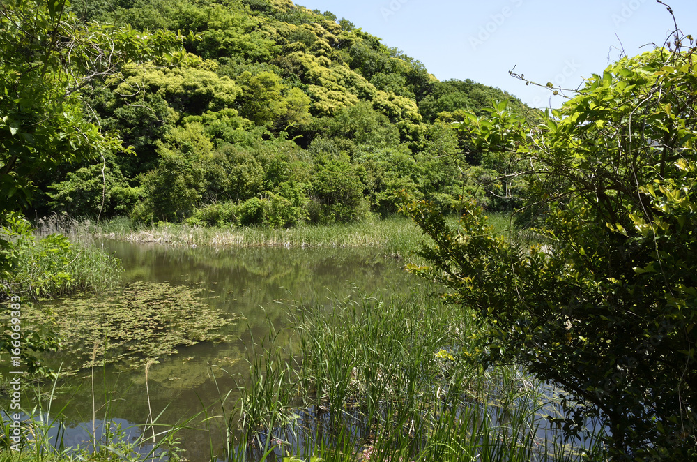 新緑の遊水地