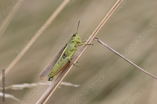 Grashüpfer - Heuschrecke photo