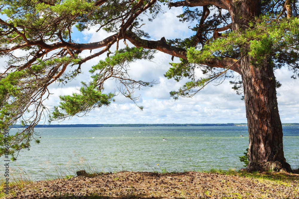 Beautiful scenery, the coast of the Finnish Gulf, Estonia