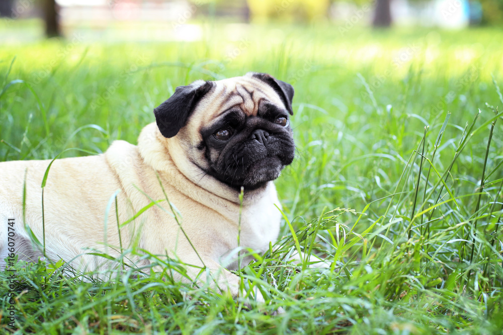 Cute dog lying on green grass Cute dog lying on green grass