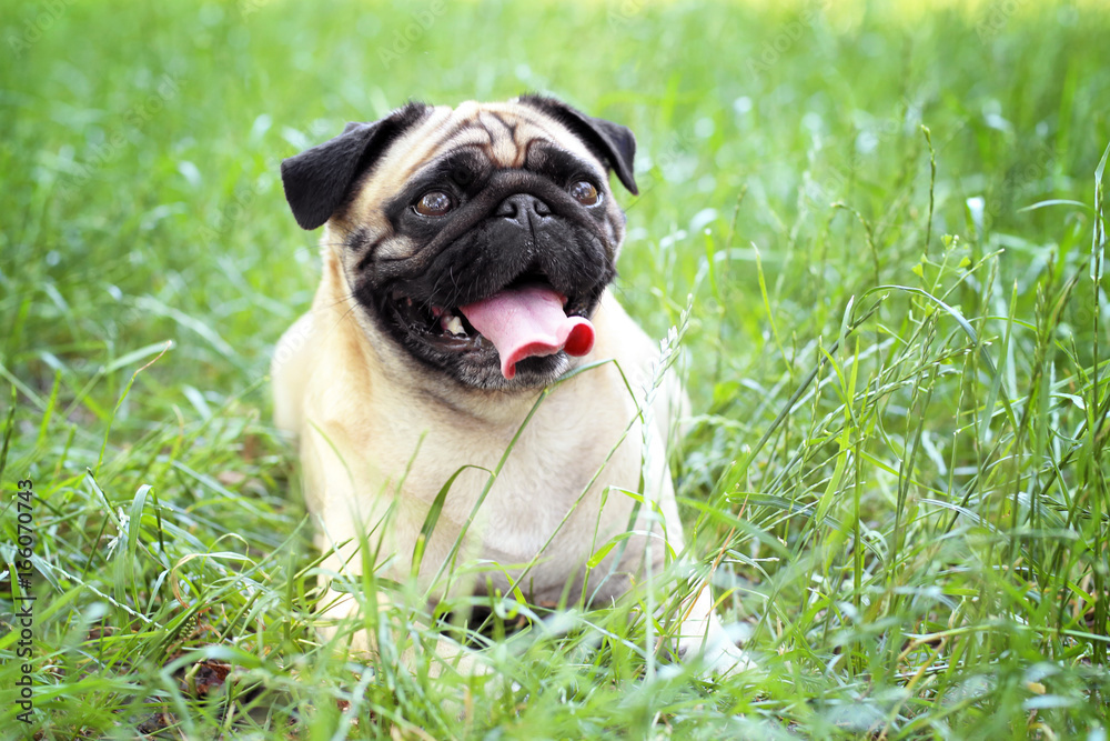 Cute dog lying on green grass