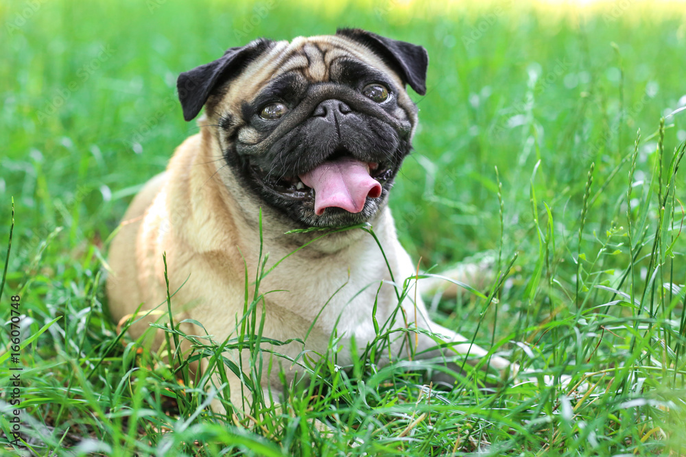 Cute dog lying on green grass