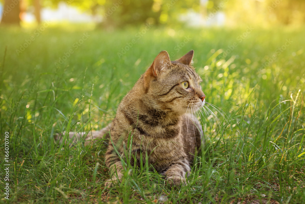 Cute cat lying on green grass in park