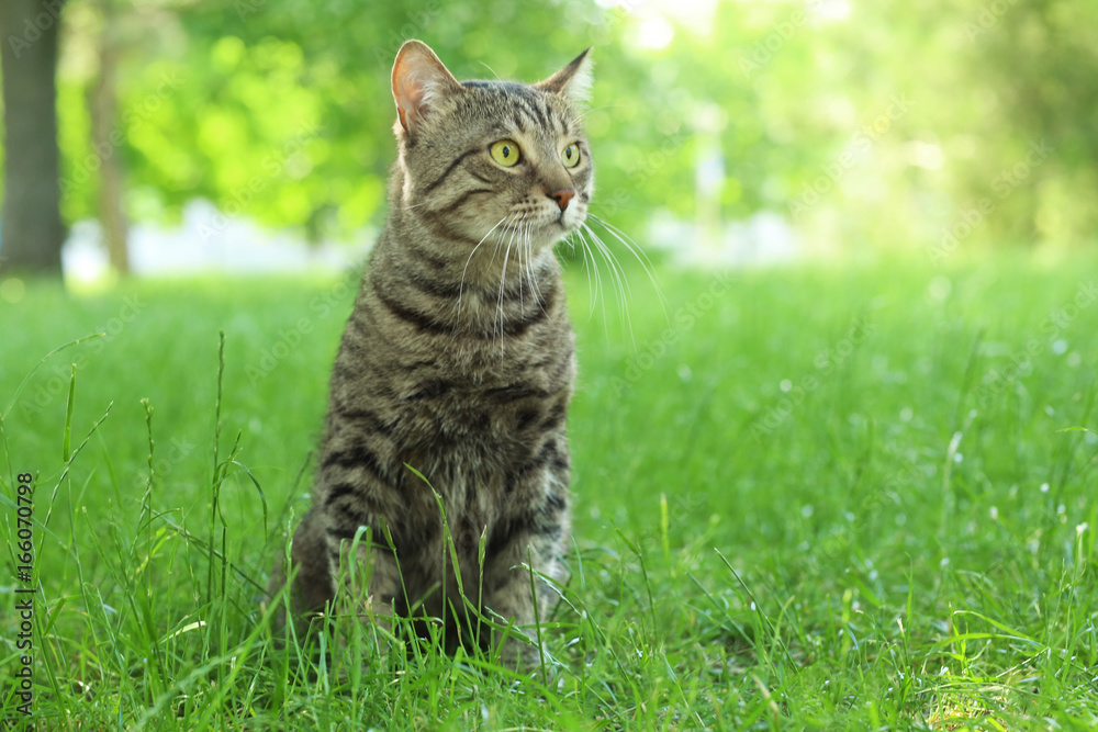 Cute cat sitting on green grass in park