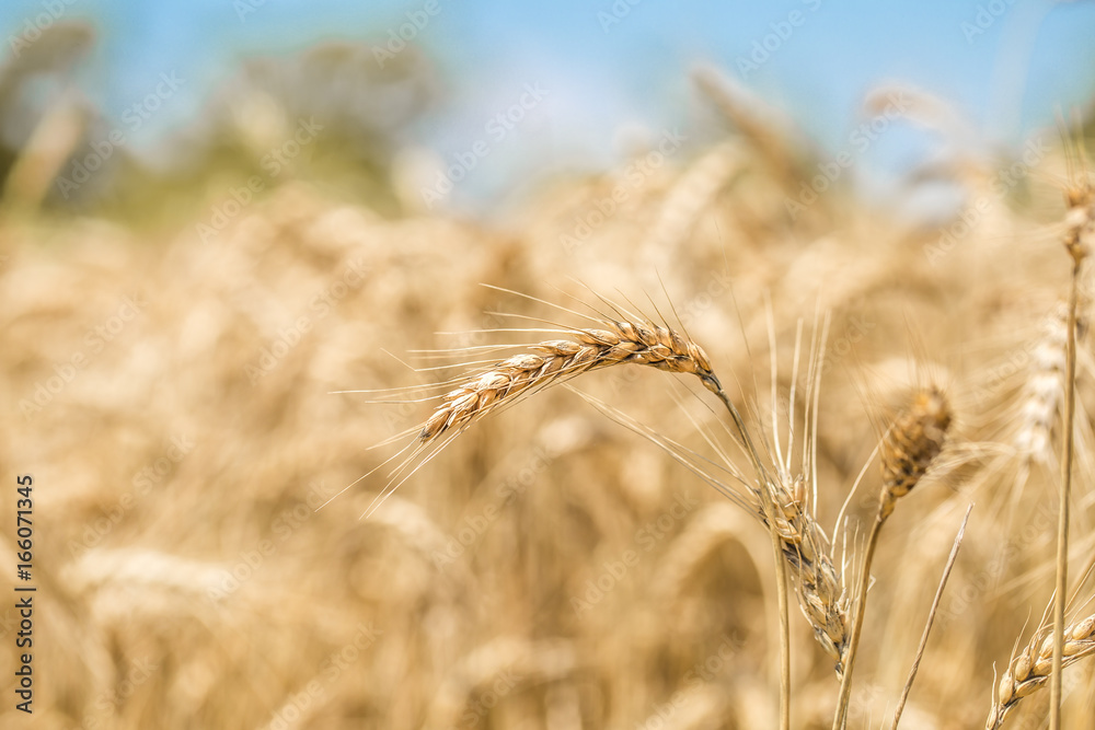 ear of wheat close-up on the field ear of wheat close-up on the field
