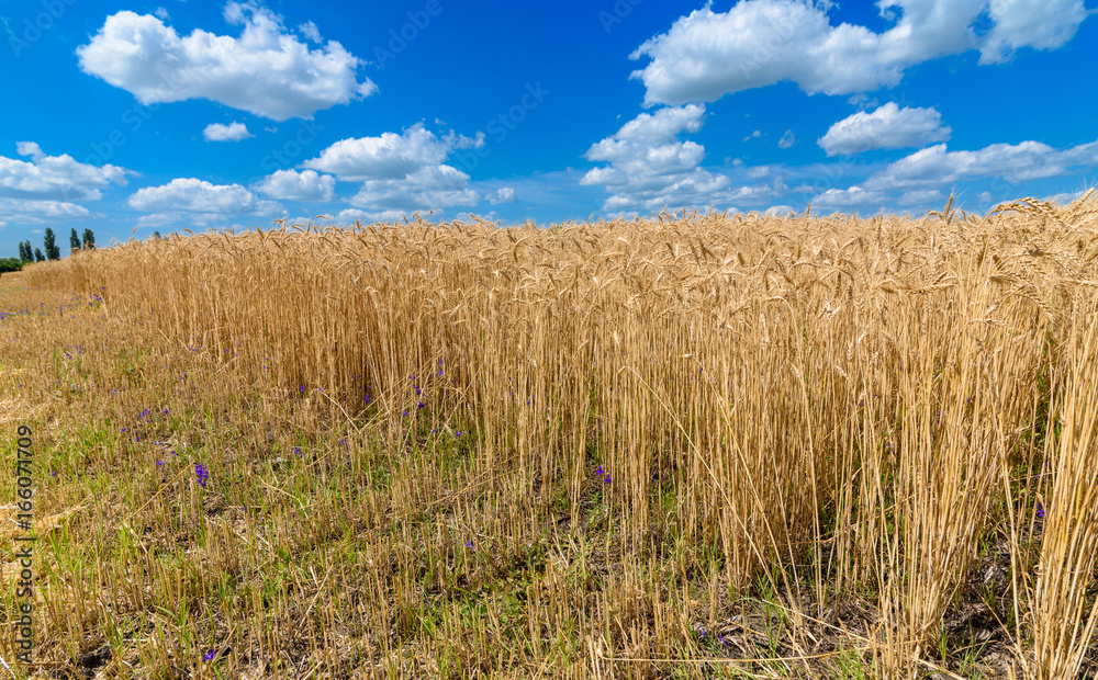 Golden wheat and stubble in the field in sunlight with blue sky and clouds, free space. Spikes of ripe wheat field under blue sky background. Agriculture, agronomy, farming background. Harvest concept Golden wheat and stubble in the field in sunlight with blue sky and clouds, free space. Spikes of ripe wheat field under blue sky background. Agriculture, agronomy, farming background. Harvest concept