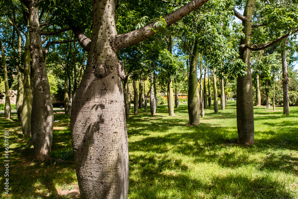 Baobab Bäume im Turia Park Valencia Baobab Bäume im Turia Park Valencia