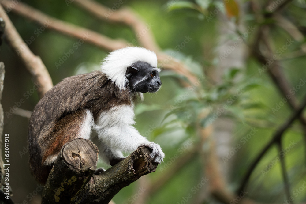Fototapeta premium Presbytis leucocephalus