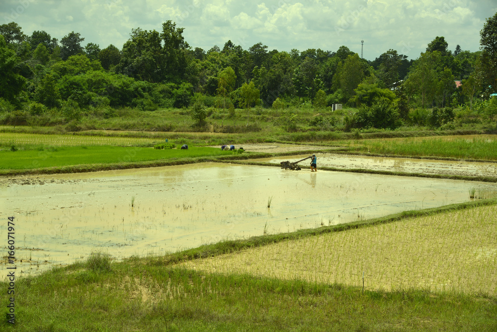 Reisanbau und Landwirtschaft in Südostasien