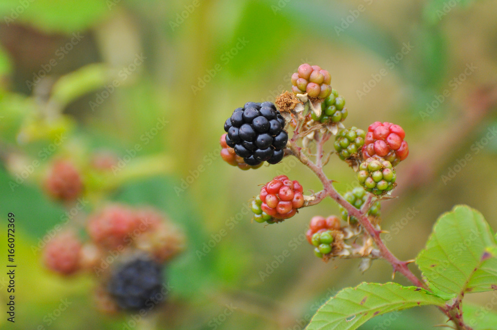 Group of ripe and ripening wild blackberries. Organic wild blackberry is a great antioxidant