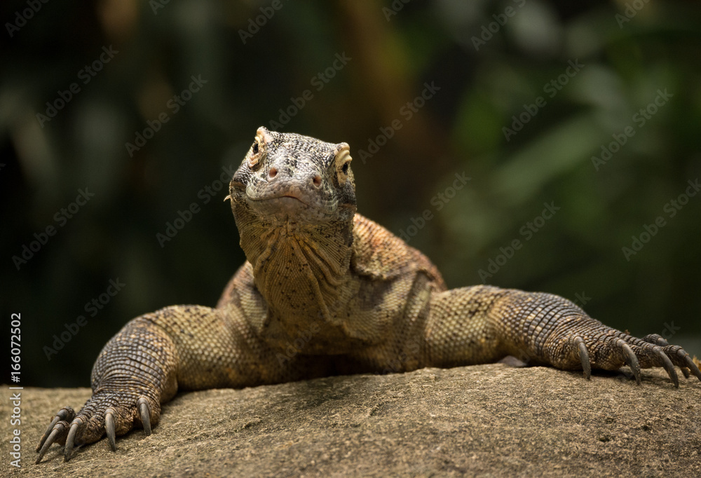 lizard portrait lizard portrait