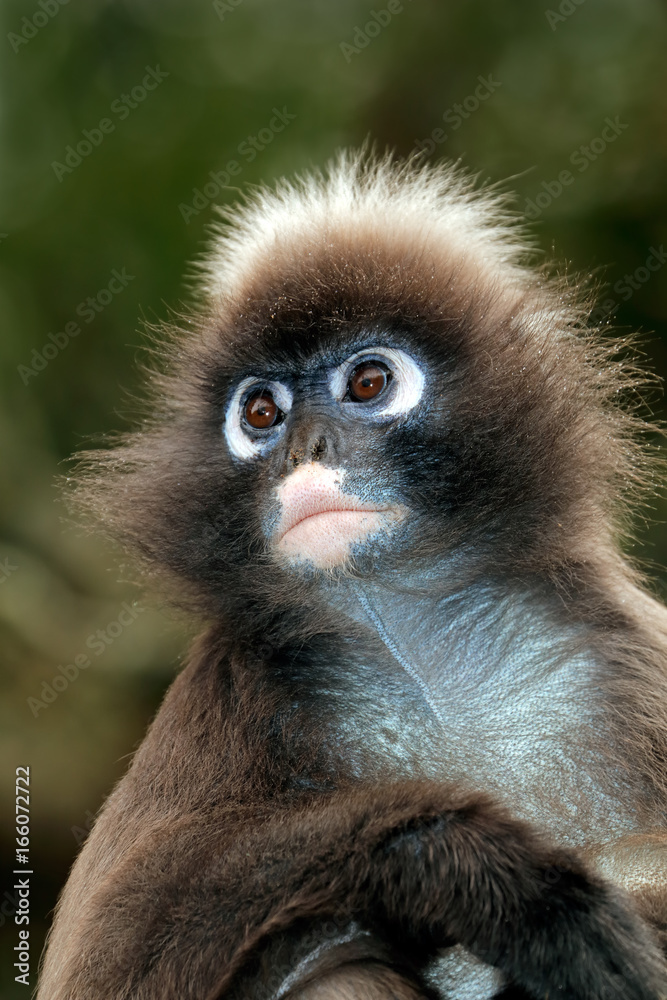 Portrait of a spectacled langur monkey (Trachypithecus obscurus).
