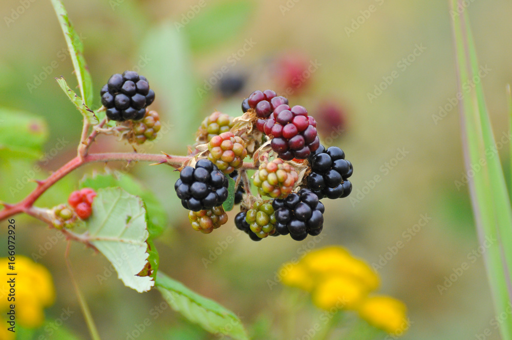 Group of ripe and ripening wild blackberries. Organic wild blackberry is a great antioxidant Group of ripe and ripening wild blackberries. Organic wild blackberry is a great antioxidant