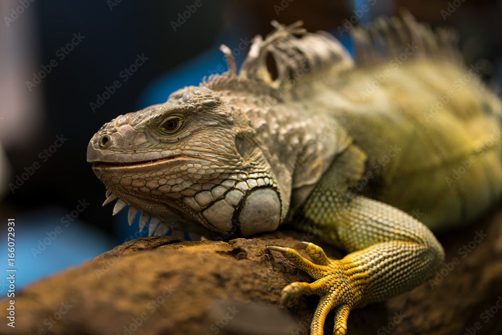 Obraz premium iguana