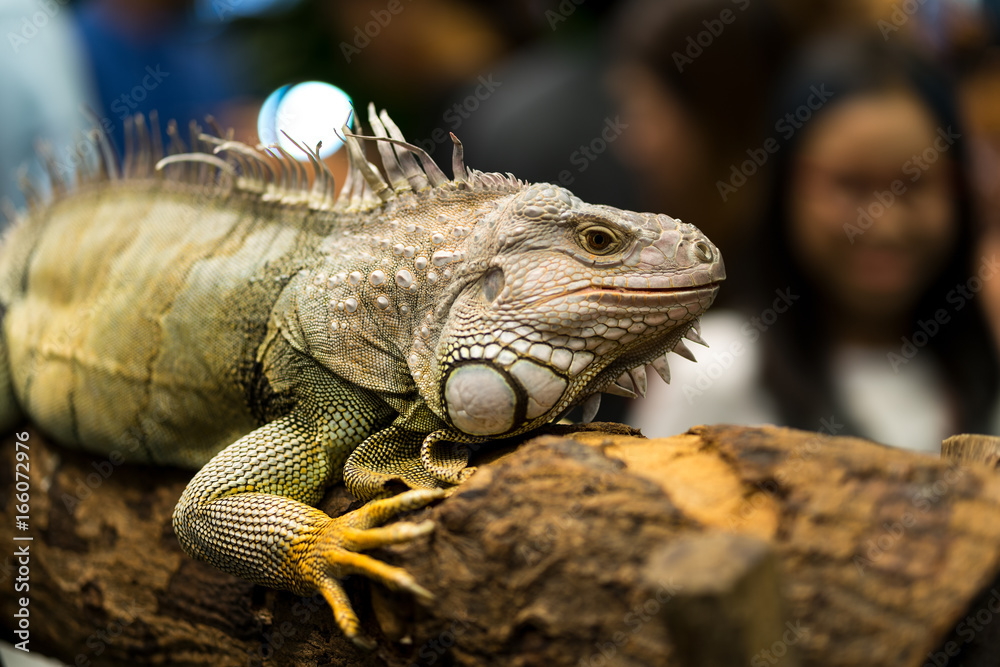 Fototapeta premium iguana
