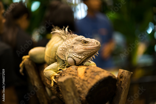 iguana