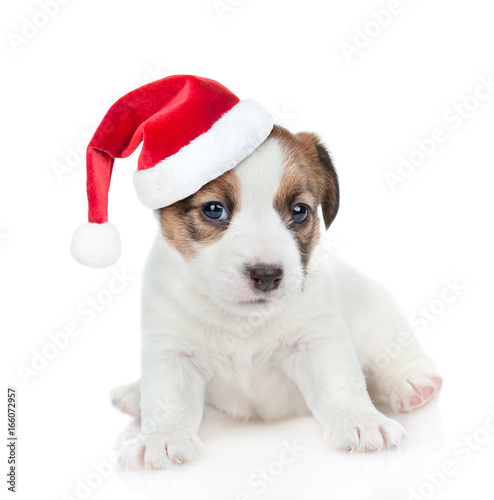 Puppy Jack russell in red christmas hat looking at camera.  isolated on white background © Ermolaev Alexandr