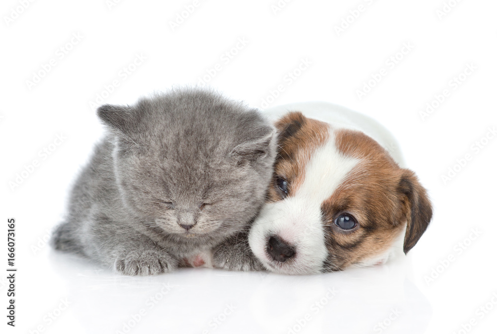 Obraz premium Sleeping kitten near puppy Jack Russell. isolated on white background
