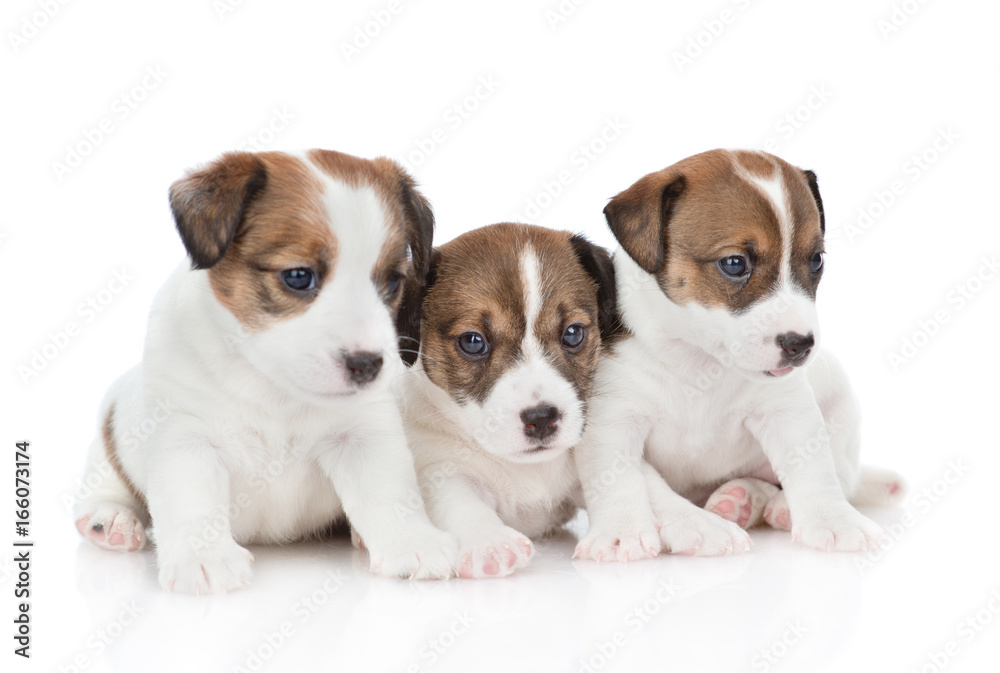 Group of puppies Jack Russell. isolated on white background