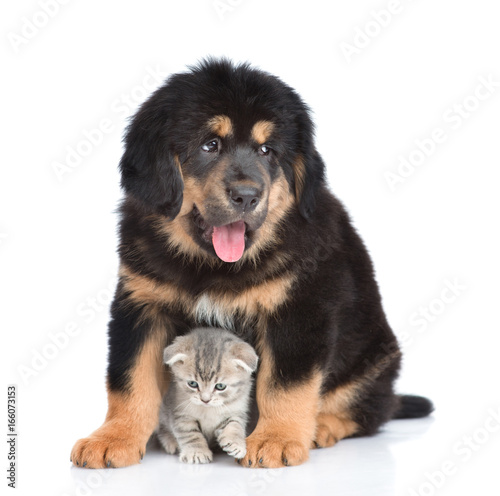 Puppy of a Tibetan mastiff sitting with little tabby kitten. isolated on white background
