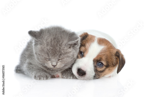 Sleeping kitten near puppy Jack Russell. isolated on white background