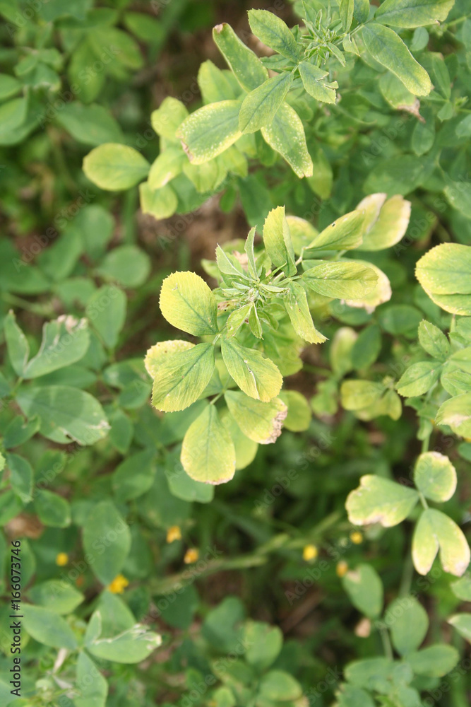 Piante di erba medica danneggiate dalla siccità in estate. Medicago sativa Piante di erba medica danneggiate dalla siccità in estate. Medicago sativa
