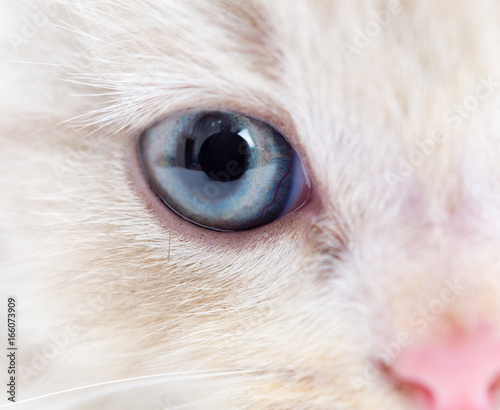 The eye of a small kitten . macro