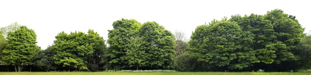 High definition Treeline isolated on a white background