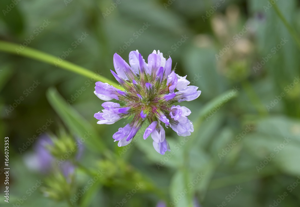 Wiesen-Klee, Trifolium pratense17087.jpg Wiesen-Klee, Trifolium pratense17087.jpg