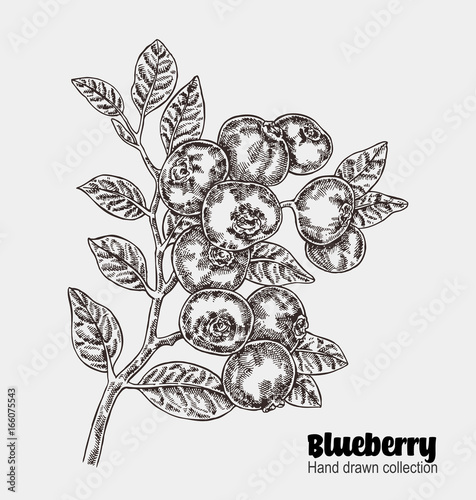 Sketchy blueberry branch. Hand drawn berries collection. Vector illustration vintage