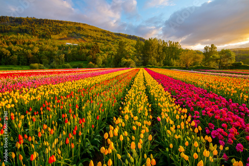 Tulips Field