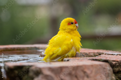 Kakariki à front rouge prenant son bain