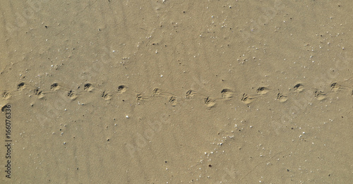 fox footprint in sand
