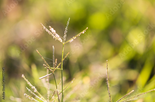 Ears of grass on a park © schankz