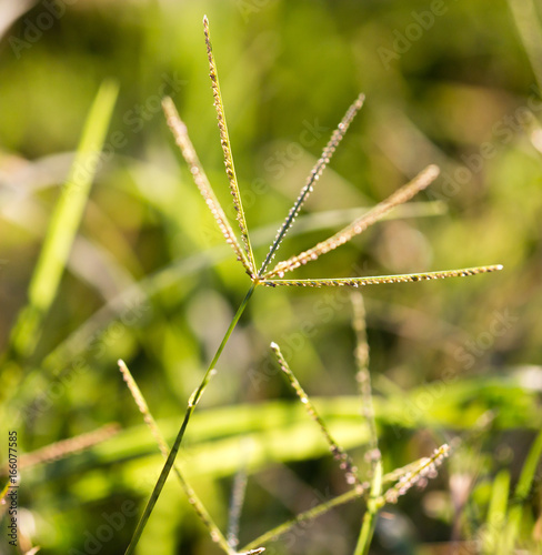 Ears of grass on a park