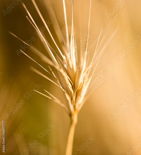 Ears of grass on a park