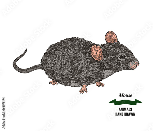 Hand drawn mouse or rat animal. Colored sketch on white background. Vector illustration vintage.