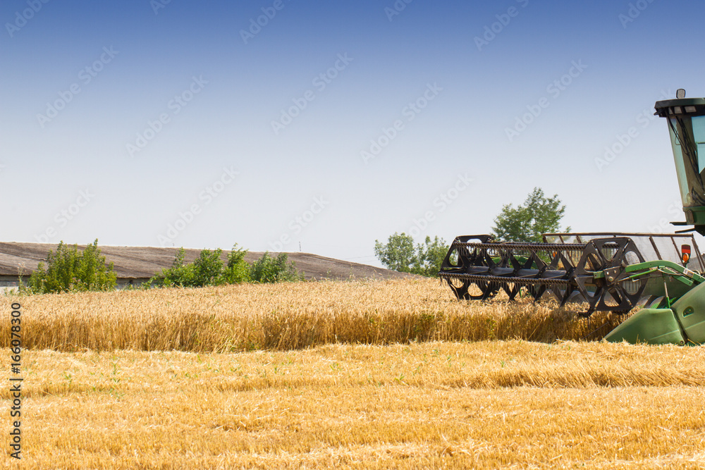 Fototapeta premium Combine harvester removes wheat