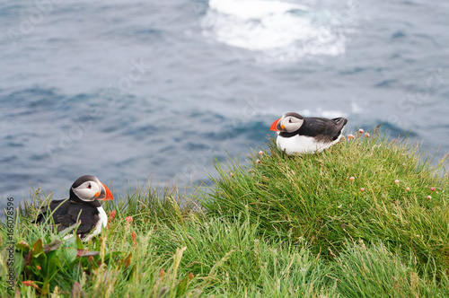 Atlantic Puffin in Latrabjarg cliffs, Iceland. photo