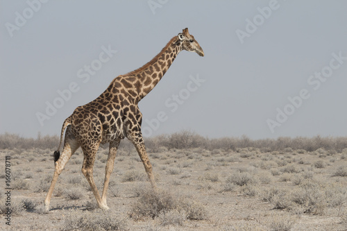 Canvas Print Giraffe Eosha