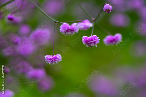 Thalictrum delavayi 'Hewitt's double' flowers. Pink flowers of Chinese meadow rue, an ornamental perennial in the family Ranunculaceae photo