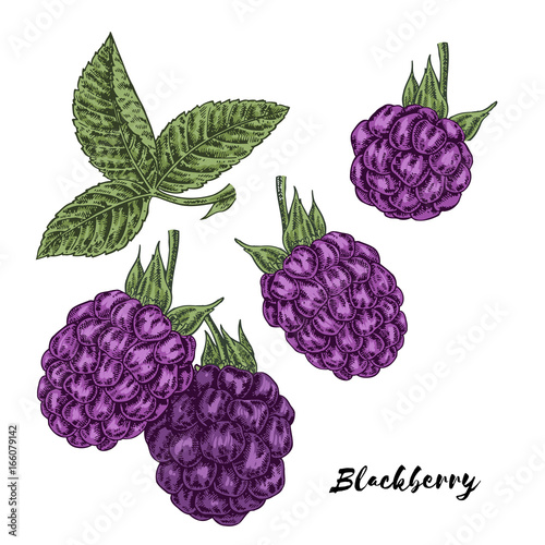 Hand drawn color sketch berries. Ripe blackberry branch isolated on white. Vector illustration vintage