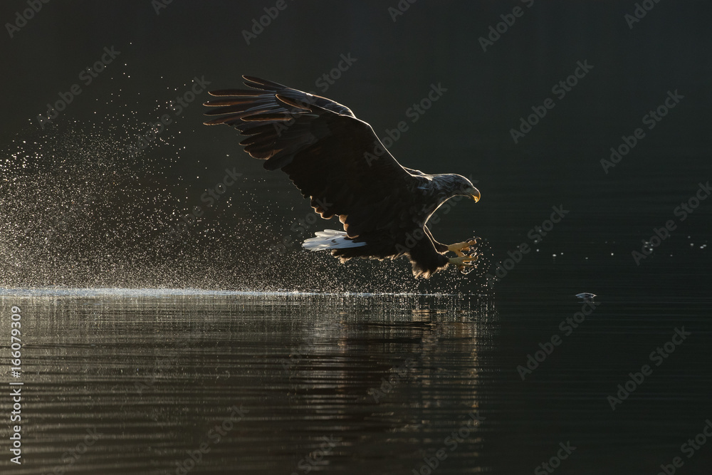 Fototapeta premium Polowanie na orła bielika.