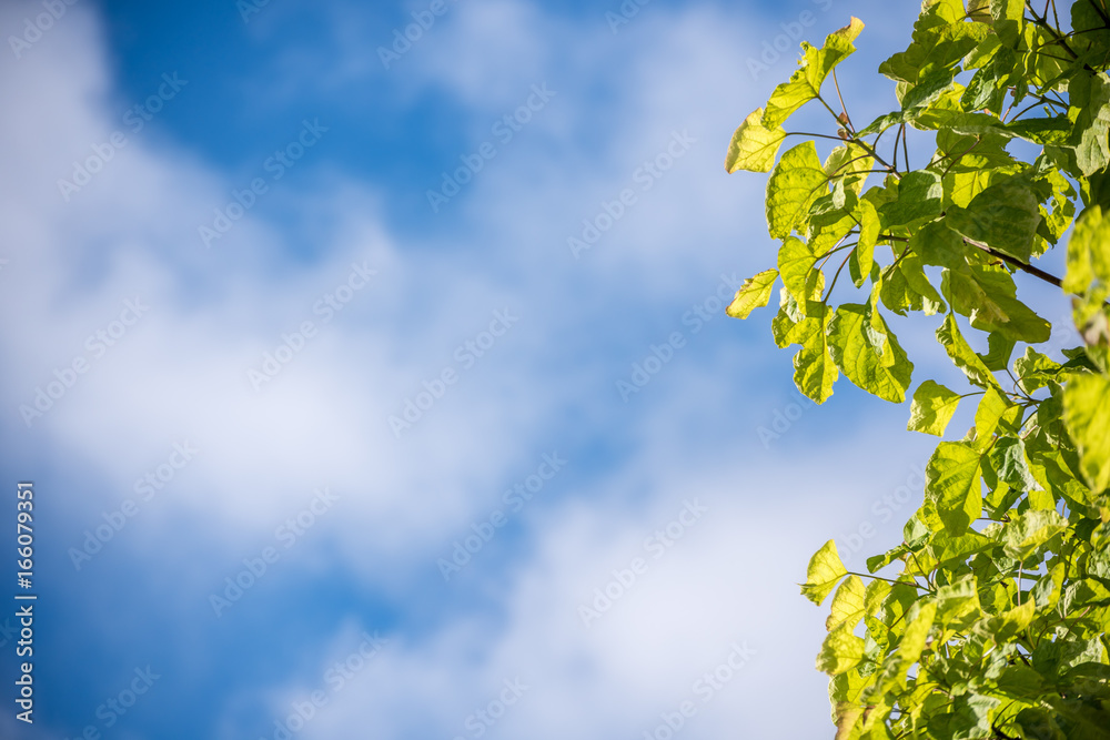 green leaves blue sky whispy clouds green leaves blue sky whispy clouds